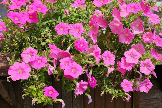 Petunia 'Disco Ball Melon Pink' Live Plant, 4 Inch Pot, Double Pink Petunia, Container & Hanging Basket Flower