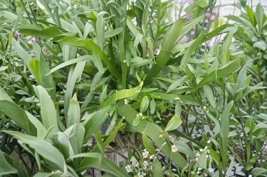Homalocladium 'Ribbons & Curls' Live Plant, Ribbon Bush, 4 Inch Pot, Unique Curly Houseplant, Rare Collector Plant