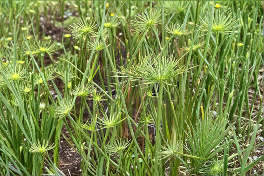 Dwarf Papyrus 'Little Prince' Live Plant, Cyperus prolifer, 4 Inch Pot, Pond Plant, Water Garden, Ornamental Grass