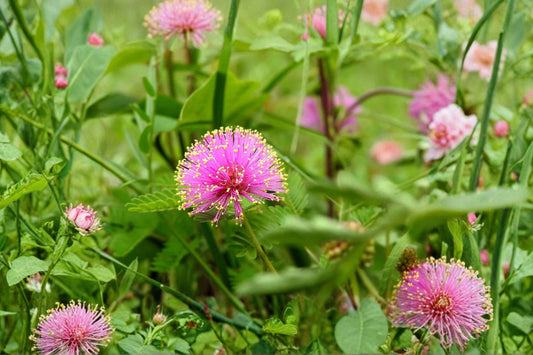 Sensitive Plant Live Plant, Mimosa pudica, 4.5 Inch Pot, Touch-Me-Not Plant, Interactive Houseplant, Shame Plant