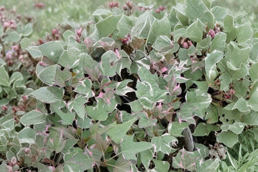 Sweet Potato Vine 'Tricolor' Live Plant, Variegated Ipomoea batatas, 4 Inch Pot, Trailing Foliage Plant, Hanging Basket