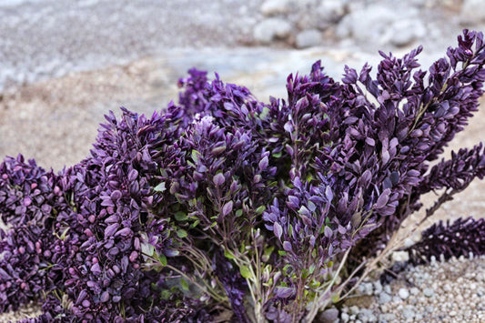 Purple Ball Basil Live Plant, Ocimum basilicum 'Purple Ball', 4 Inch Pot, Purple Culinary Herb, Compact Basil Plant