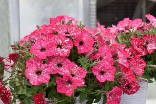 Petunia 'Disco Ball® Melon Pink' Live Plant, 4 Inch Pot, Double Pink Petunia, Hanging Basket & Container Flower