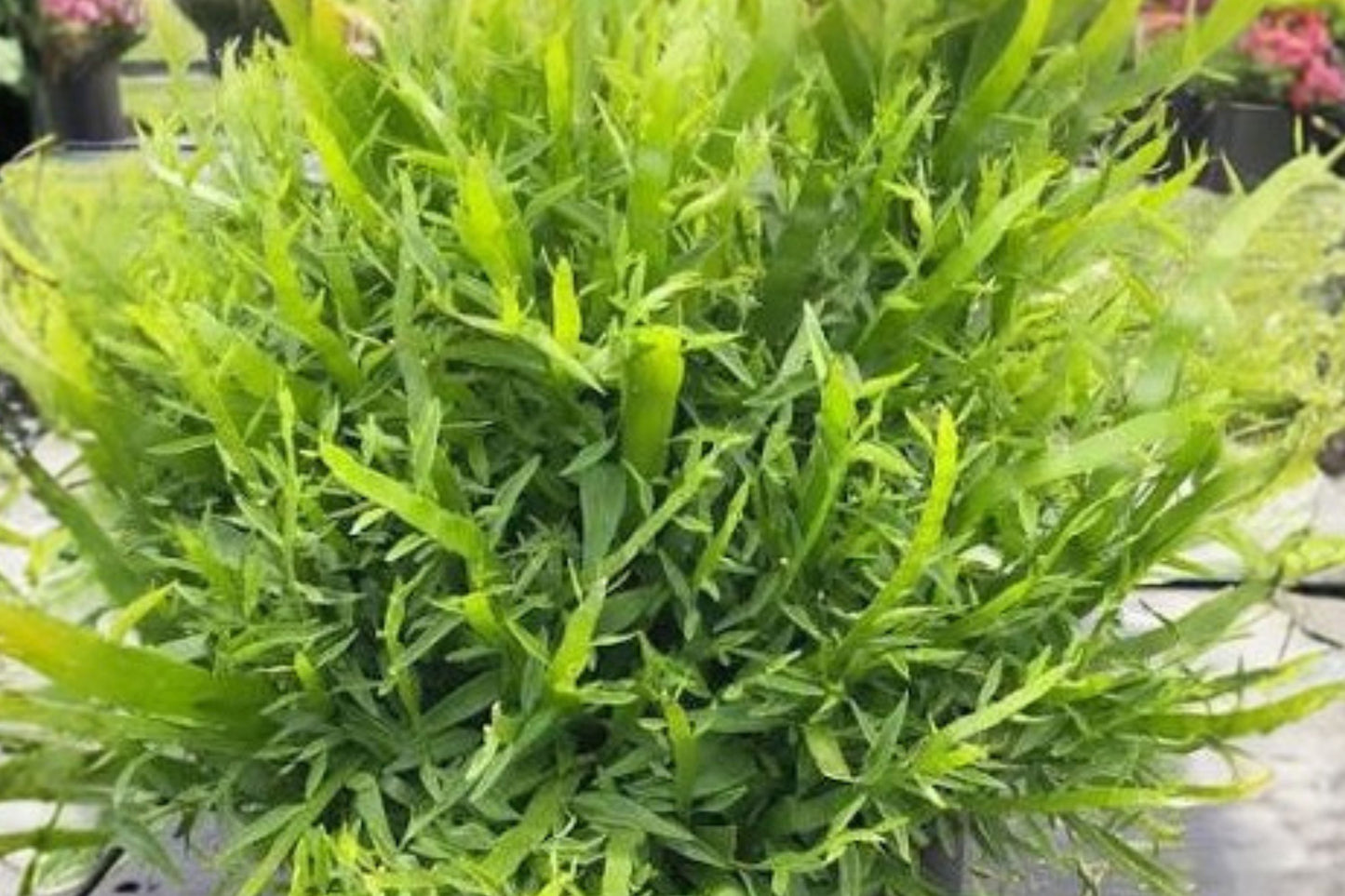 Homalocladium 'Ribbons & Curls' Live Plant, Ribbon Bush, 4 Inch Pot, Rare Tropical Houseplant, Curly Architectural Plant