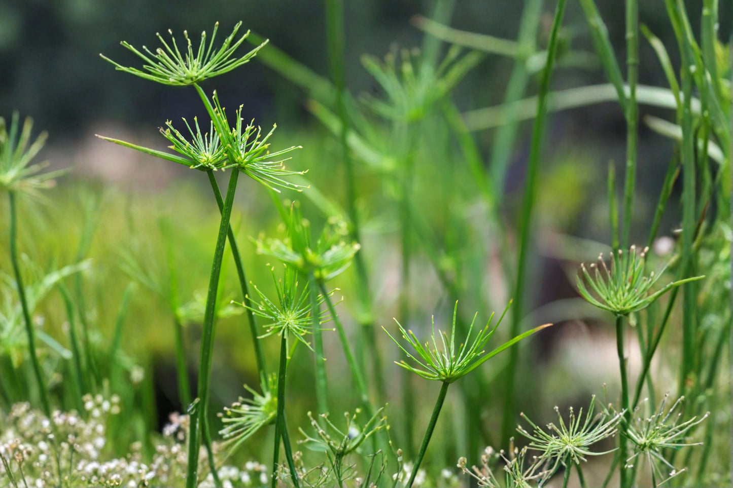 Dwarf Papyrus 'Little Prince' Live Plant, Cyperus prolifer, 4 Inch Pot, Pond Plant, Water Garden, Marginal Aquatic Plant