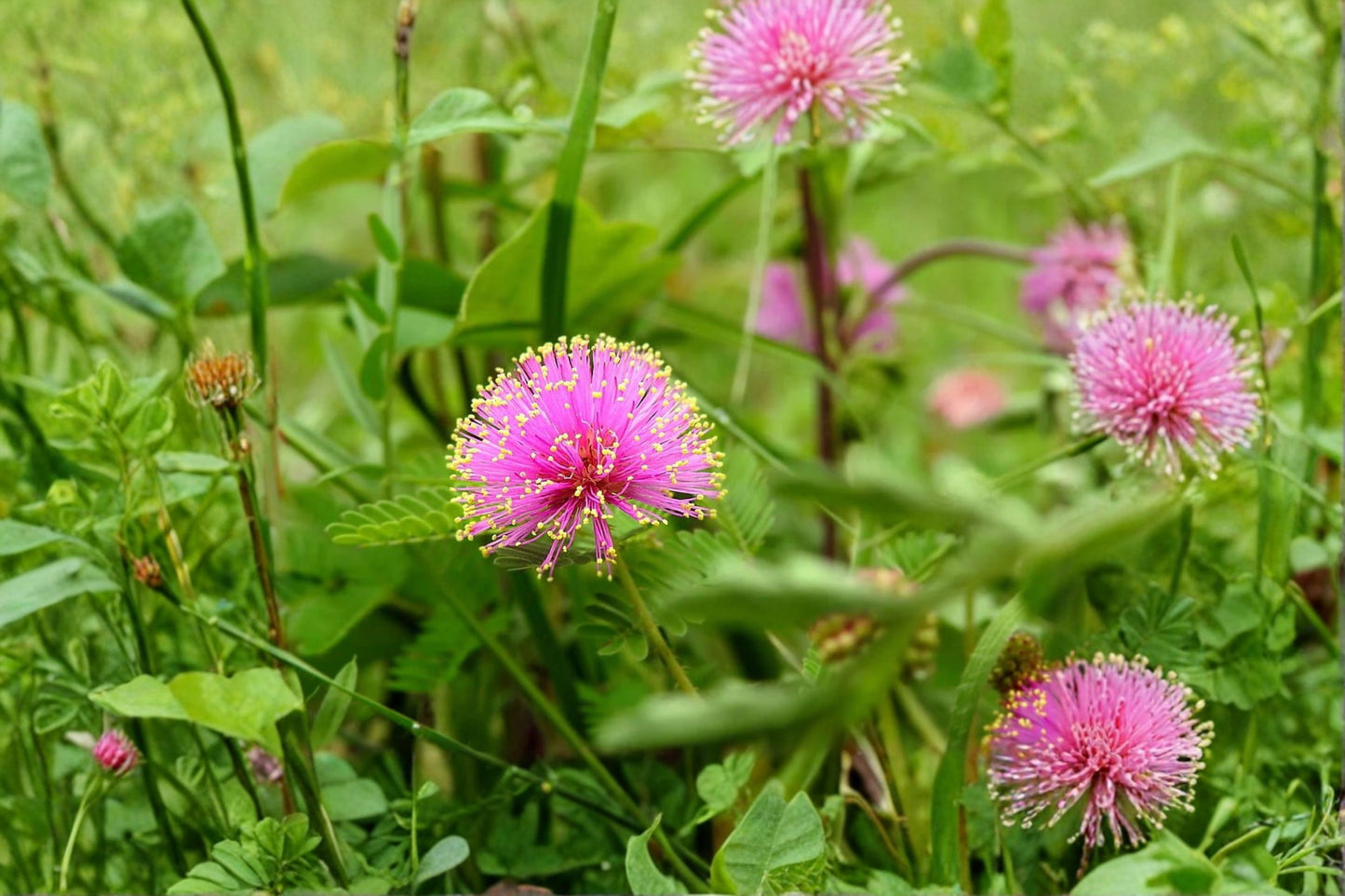 Sensitive Plant Live Plant, Mimosa pudica, 4.5 Inch Pot, Touch-Me-Not Plant, Interactive Houseplant, Shame Plant
