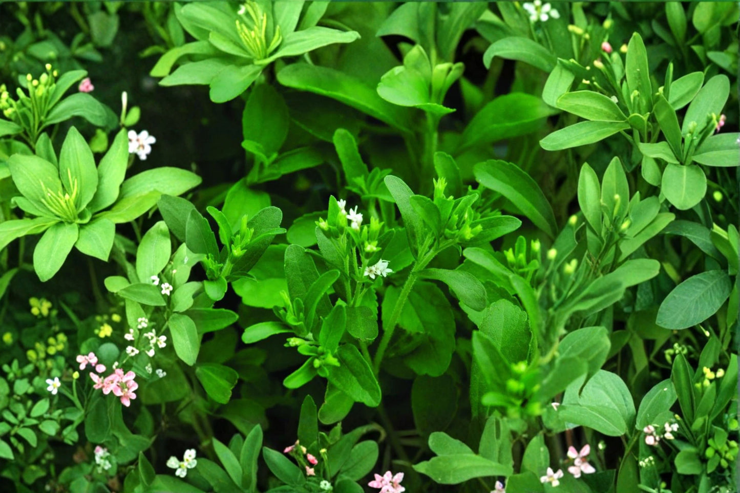 Stevia Live Plant, Stevia rebaudiana, 4.5 Inch Pot, Sweet Herb Plant, Sugar Substitute, Culinary Herb Garden