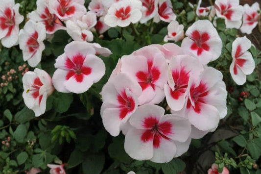 Geranium 'Flower Fairy White Splash' Live Plant, Pelargonium, 4 Inch Pot, White & Pink Blooms, Patio Container Plant