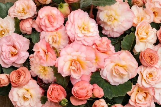 Proven Winners Double Delight Appleblossom Begonia Live Plant, 4 Inch Pot, Double Bloom Shade Plant, Container Flower