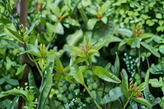 Lemon Verbena Live Plant, Aloysia citrodora, 4.5 Inch Pot, Fragrant Culinary Herb, Tea Herb, Herb Garden Plant