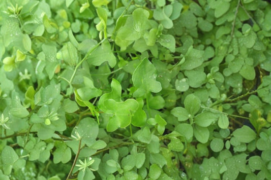 French Sorrel Live Plant, Rumex scutatus, 4.5 Inch Pot, Culinary Herb, Perennial Leafy Green, Kitchen Garden Plant