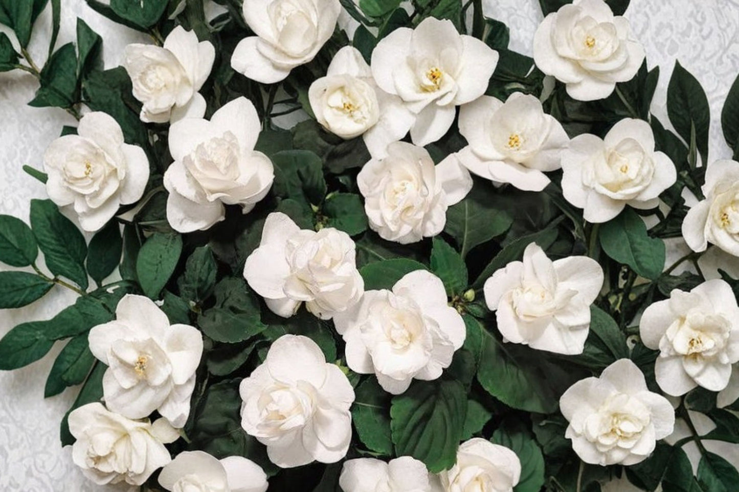Double Impatiens 'Rockapulco White' Live Plant, Impatiens walleriana, 4 Inch Pot, White Shade Flower, Container Plant