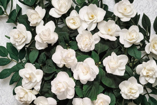 Double Impatiens 'Rockapulco White' Live Plant, Impatiens walleriana, 4 Inch Pot, White Shade Flower, Container Plant