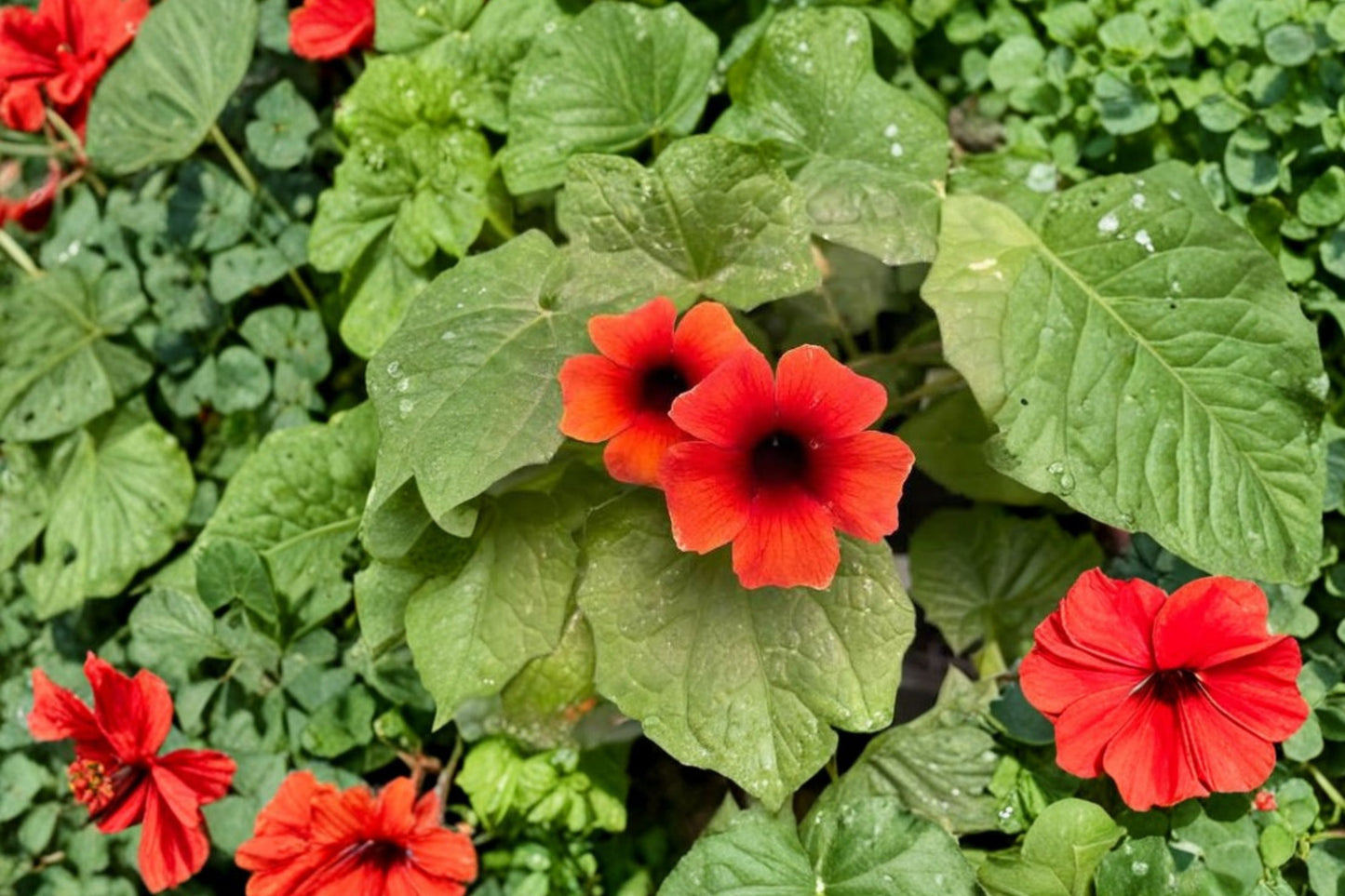 Thunbergia 'Arizona Terracotta' Live Plant, Black-Eyed Susan Vine, 4 Inch Pot, Orange Flowering Vine, Climbing Plant