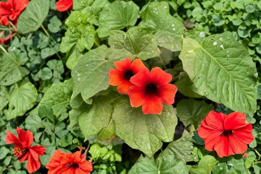 Thunbergia 'Arizona Terracotta' Live Plant, Black-Eyed Susan Vine, 4 Inch Pot, Orange Flowering Vine, Climbing Plant