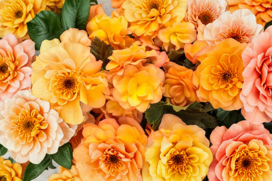 Begonia 'Solenia Apricot' Live Plant, Begonia × hiemalis, 4 Inch Pot, Apricot Rieger Begonia, Shade Container Flower