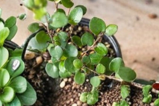 Large Leaf Wire Vine Live Plant, Muehlenbeckia spp., 4 Inch Pot, Trailing Vine, Houseplant, Hanging Basket Plant