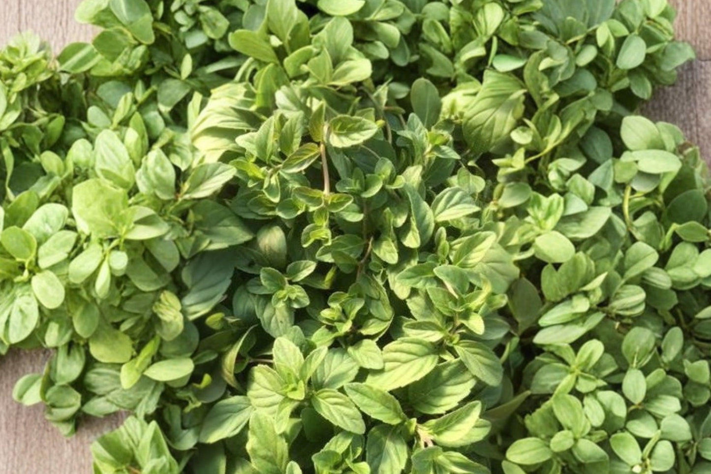 Banana Mint Live Plant, Mentha arvensis 'Banana', Ed-Ables® Herb, 4.5 Inch Pot, Fragrant Culinary Mint, Live Herb