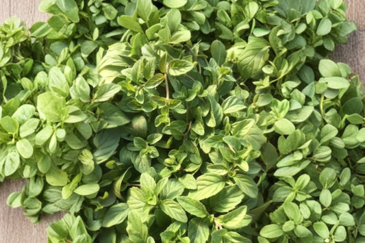 Banana Mint Live Plant, Mentha arvensis 'Banana', Ed-Ables® Herb, 4.5 Inch Pot, Fragrant Culinary Mint, Live Herb