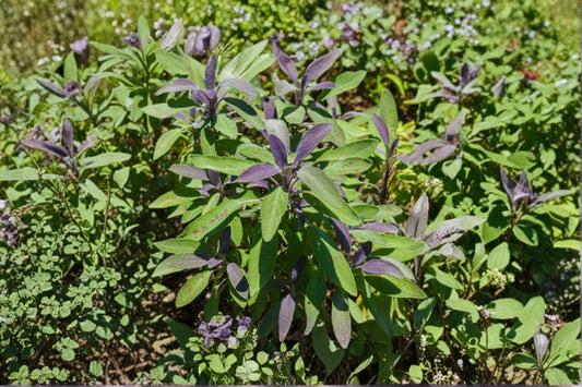 Purple Sage Live Plant, Salvia officinalis 'Purpurascens', 4.5 Inch Pot, Culinary Herb, Edible Garden Plant, Live Sage