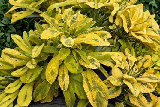 Golden Sage 'Icterina' Live Plant, Salvia officinalis 'Icterina', 4.5 Inch Pot, Variegated Culinary Herb, Live Sage