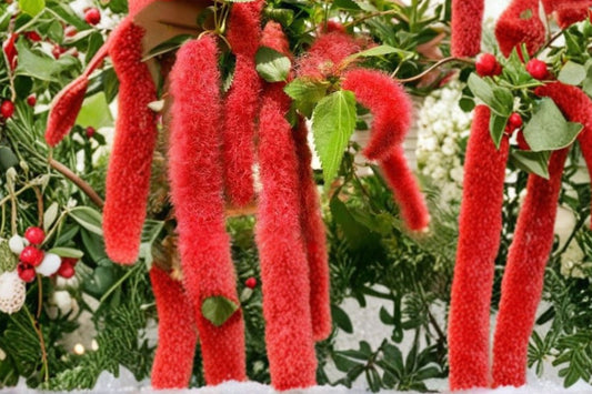 Chenille Plant Live Plant, Acalypha pendula, 4 Inch Pot, Trailing Red Catkins, Hanging Basket Plant, Tropical Houseplant