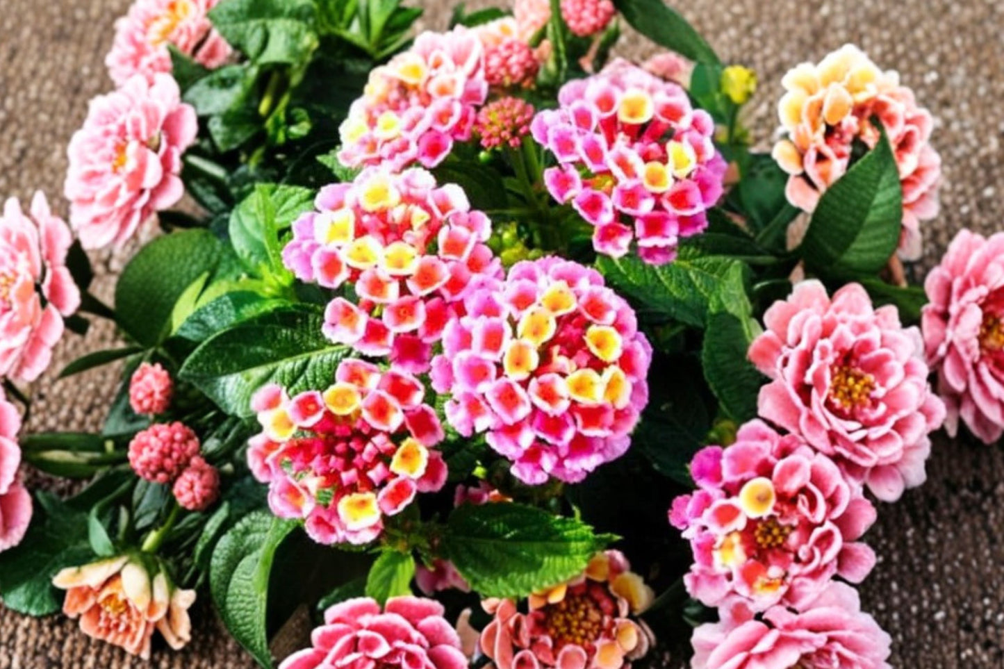Lantana 'Diva Pink' Live Plant, Lantana camara, 4 Inch Pot, Pink Flowering Plant, Butterfly Garden, Heat Tolerant Annual