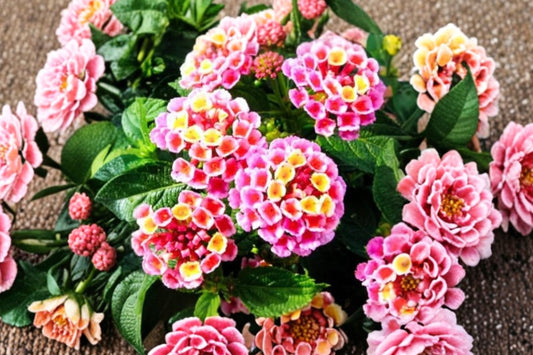 Lantana 'Diva Pink' Live Plant, Lantana camara, 4 Inch Pot, Pink Flowering Plant, Butterfly Garden, Heat Tolerant Annual
