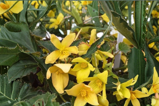 Begonia 'Groovy Mellow Yellow' Live Plant, Begonia boliviensis, 4 Inch Pot, Yellow Hanging Basket Flower, Shade Plant