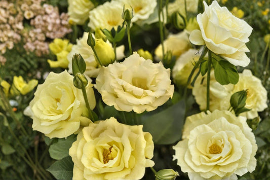 Lisianthus 'ABC 3 Yellow' Live Plant, Eustoma grandiflorum, 4 Inch Pot, Yellow Flowering Plant, Cut Flower Garden