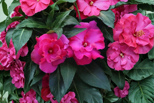 New Guinea Impatien, ‘Roller Coaster Hot Magenta’