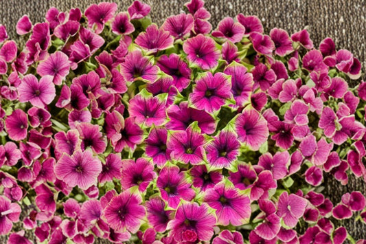 Supertunia Picasso in Purple Live Plant, Proven Winners, Petunia 'Picasso in Purple', 4 Inch Pot, Trailing Petunia