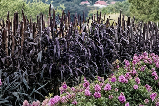 Purple Majesty Ornamental Millet Live Plant, Pennisetum glaucum 'Purple Majesty', 4 Inch Pot, Purple Ornamental Grass
