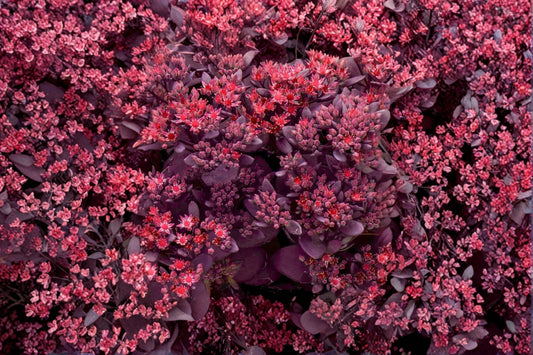 Sedum 'Sunsparkler Firecracker' Live Plant, Sedum 'Sunsparkler Firecracker', 4 Inch Pot, Succulent Ground Cover