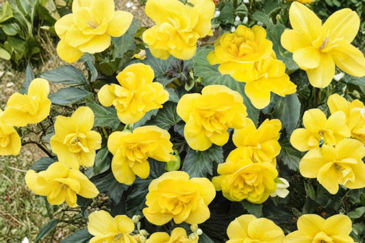 Begonia 'Nonstop Joy Yellow' Live Plant, Begonia × tuberhybrida, 4 Inch Pot, Double Yellow Shade Flower, Hanging Basket