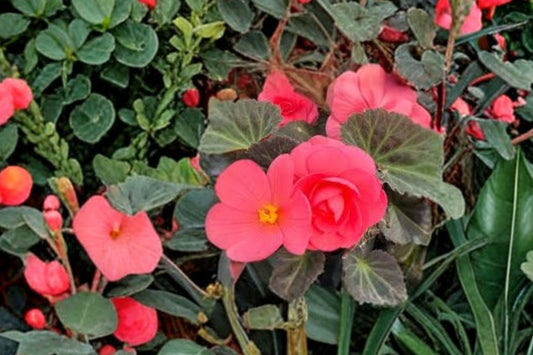 Begonia 'Nonstop Mocca Pink Shades' Live Plant, Begonia × tuberhybrida, 4 Inch Pot, Bronze Leaf Shade Flower