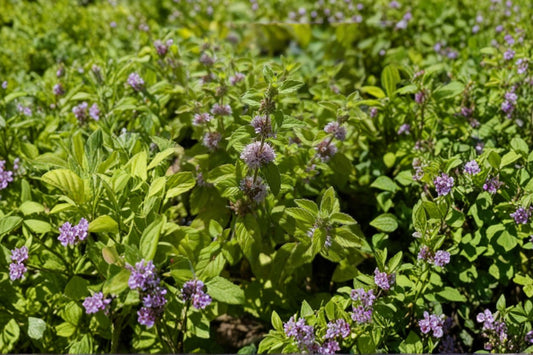 Lime Mint Live Plant, Mentha × piperita f. citrata 'Lime', 4.5 Inch Pot, Fragrant Culinary Herb, Live Mint Plant