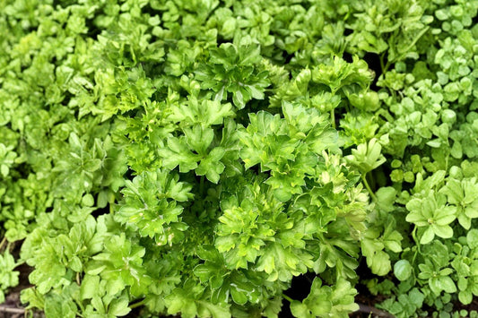 Pagoda Parsley Live Plant, Petroselinum crispum 'Pagoda', 4.5 Inch Pot, Curled Culinary Herb, Fresh Herb Garden Plant