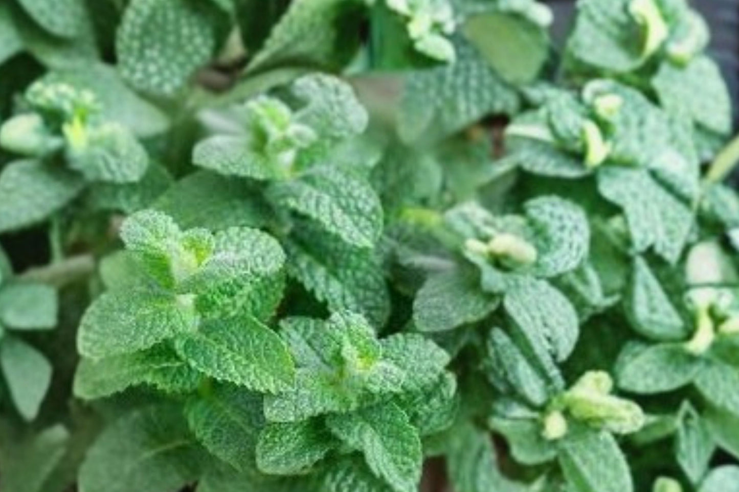 Apple Mint Live Plant, Mentha suaveolens, 4.5 Inch Pot, Fragrant Culinary Herb, Live Mint Plant, Herb Garden