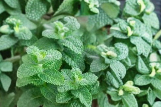 Apple Mint Live Plant, Mentha suaveolens, 4.5 Inch Pot, Fragrant Culinary Herb, Live Mint Plant, Herb Garden