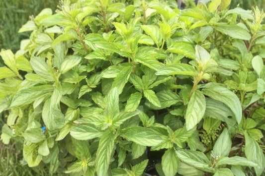 Jessica's Sweet Pear Mint Live Plant, Mentha 'Jessica's Sweet Pear', 4.5 Inch Pot, Fragrant Culinary Herb, Live Mint