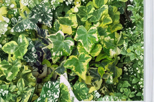 Golden Ingot English Ivy Live Plant, Hedera helix 'Golden Ingot', 4 Inch Pot, Variegated Trailing Ivy, Houseplant