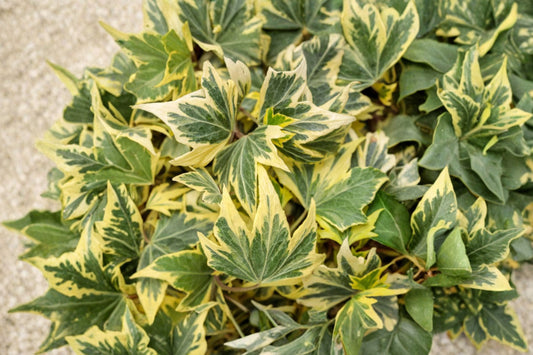 Yellow Ripple English Ivy Live Plant, Hedera helix 'Yellow Ripple', 4 Inch Pot, Variegated Trailing Ivy, Houseplant