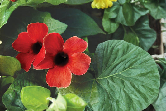 Thunbergia 'Sunny Susy Glow' Live Plant, Thunbergia alata, 4 Inch Pot, Black-Eyed Susan Vine, Climbing Flowering Vine