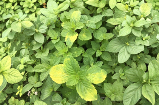 Ginger Mint Live Plant, Mentha × gracilis, 4.5 Inch Pot, Fragrant Culinary Herb, Live Mint Plant, Herb Garden