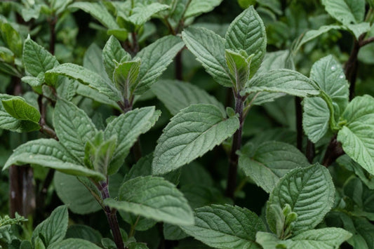 Hillary's Sweet Lemon Mint Live Plant, Mentha 'Hillary's Sweet Lemon', 4.5 Inch Pot, Fragrant Culinary Herb, Live Mint