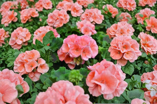 Americana Salmon Geranium Live Plant, Pelargonium 'Americana Salmon', 4 Inch Pot, Salmon Bloom Zonal Geranium