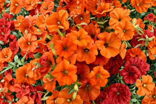 Inferno The Orange! Petunia Live Plant, Petunia 'Inferno The Orange!', 4 Inch Pot, Vibrant Orange Flowers, Annual