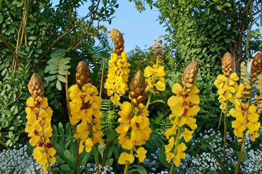Popcorn Plant Live Plant, Senna didymobotrya, 4 Inch Pot, Cassia Plant, Tropical Flowering Shrub, Butterfly Garden Plant