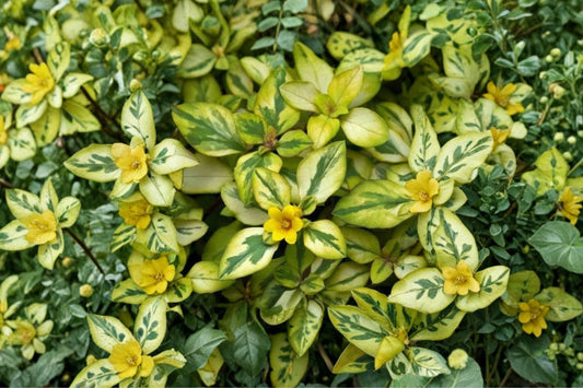 Variegated Creeping Jenny Live Plant, Lysimachia nummularia 'Variegata', 4 Inch Pot, Trailing Ground Cover, Container Plant